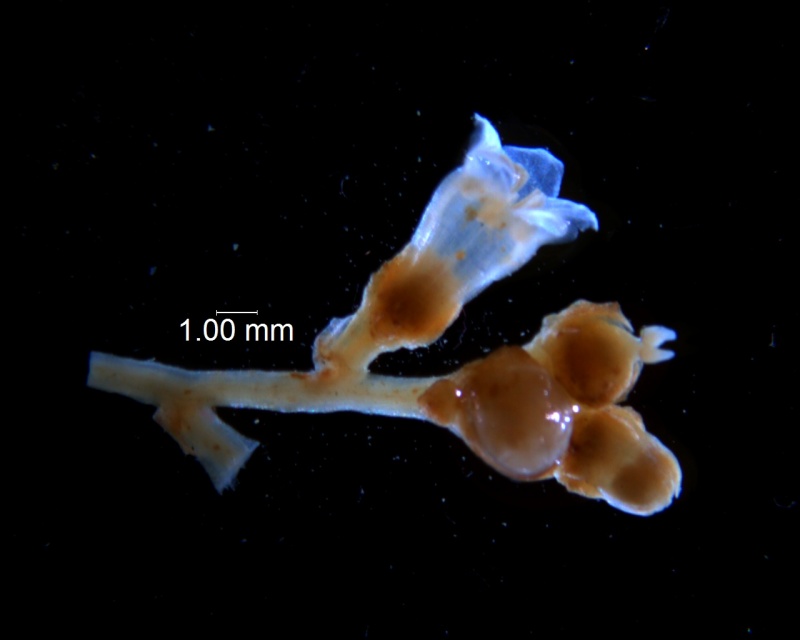 Cuscuta reflexa - inflorescence