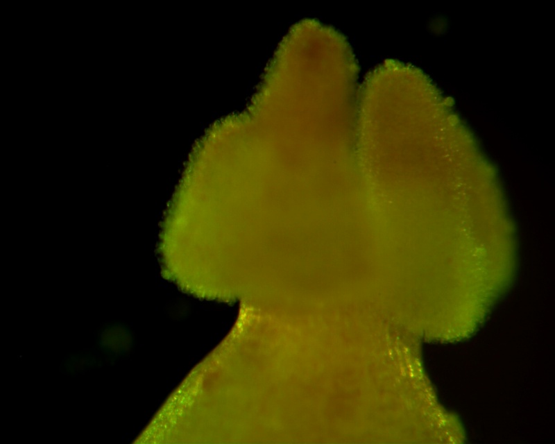 Cuscuta reflexa - stigma