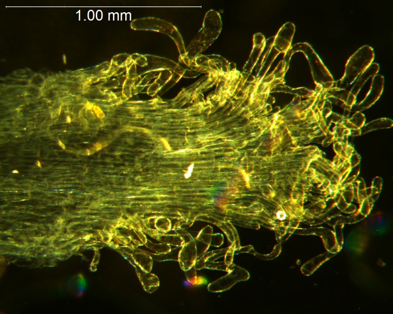 Cuscuta reflexa - infrastaminal scale detail