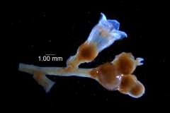 Cuscuta reflexa - inflorescence