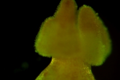 Cuscuta reflexa - stigma