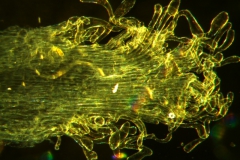 Cuscuta reflexa - infrastaminal scale detail