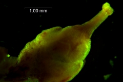 Cuscuta lupuliformis - gynoecium