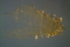 Cuscuta lupuliformis - infrastaminal scale detail