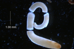 Cuscuta lupuliformis - embryo