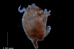 Cuscuta pentagona var. pubescens - flower