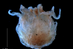 Cuscuta pentagona  var. pubescens  - flower