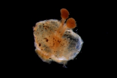 Cuscuta pentagona  var. pubescens - gynoecium