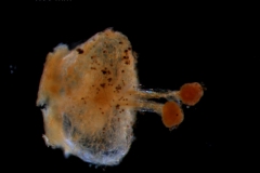 Cuscuta pentagona  var. pubescens - gynoecium