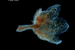 Cuscuta pentagona  var. pubescens  - calyx, 3D