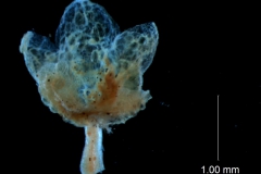 Cuscuta pentagona  var. pubescens  - calyx, 3D