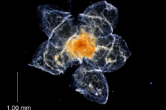 Cuscuta pentagona  var. pubescens  - calyx, dissected