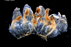 Cuscuta pentagona  var. pubescens - corolla, dissected