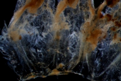 Cuscuta pentagona  var. pubescens - corolla, dissected