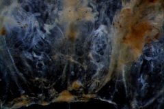 Cuscuta pentagona  var. pubescens - infrastaminal scales