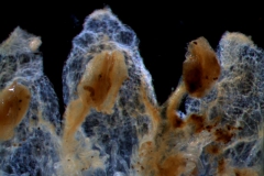 Cuscuta pentagona  var. pubescens - corolla lobes