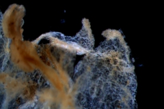 Cuscuta pentagona  var. pubescens - corolla lobes