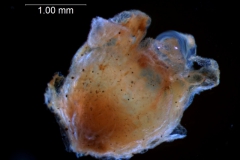 Cuscuta verrucosa - flower