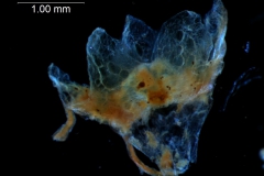 Cuscuta verrucosa  - calyx, 3D