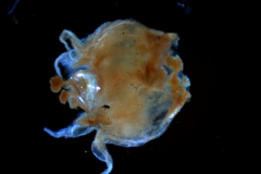 Cuscuta verrucosa - corolla, 3D