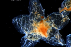 Cuscuta verrucosa - calyx, dissected