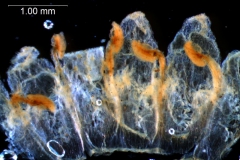 Cuscuta verrucosa - corolla, dissected