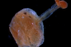 Cuscuta verrucosa - gynoecium