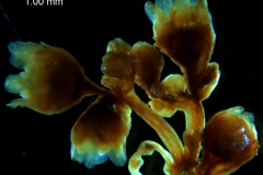 Cuscuta kilimanjari - inflorescence fragment