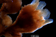 Cuscuta kilimanjari - flower