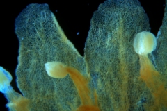 Cuscuta kilimanjari - corolla lobes