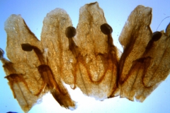 Cuscuta kilimanjari - corolla, dissected