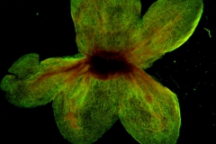 Cuscuta kilimanjari - calyx, dissected