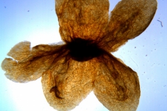 Cuscuta kilimanjari - calyx, dissected