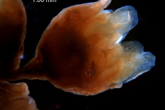 Cuscuta kilimanjari - flower