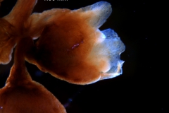 Cuscuta kilimanjari - flower