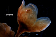 Cuscuta kilimanjari - calyx, 3D