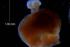 Cuscuta kilimanjari - gynoecium