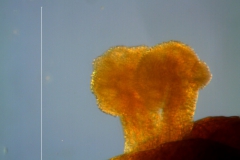 Cuscuta kilimanjari - stigma