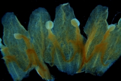 Cuscuta kilimanjari - corolla, dissected