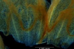 Cuscuta kilimanjari - infrastaminal scales