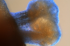 Cuscuta kilimanjari - stigma