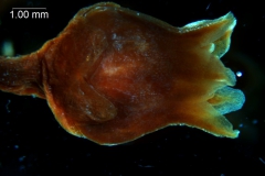 Cuscuta lindsayi - flower