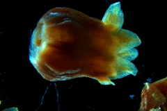 Cuscuta lindsayi --corolla, 3D