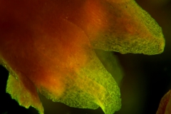 Cuscuta lindsayi --corolla lobes detail