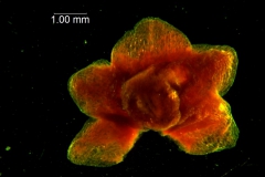 Cuscuta lindsayi, calyx, dissected