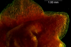 Cuscuta lindsayi, calyx, dissected
