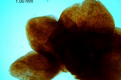 Cuscuta lindsayi, calyx, dissected