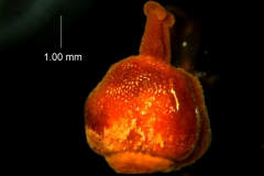 Cuscuta lindsayi -- gynoecium