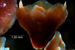 Cuscuta lindsayi - calyx, 3D