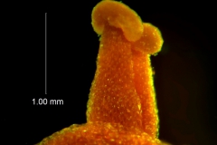 Cuscuta lindsayi -- styles & stigma